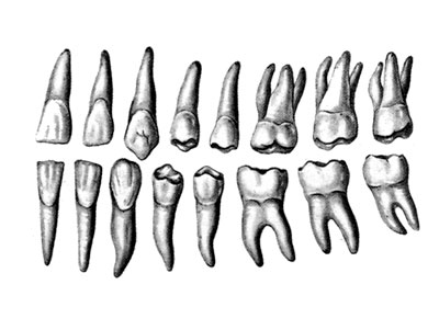 Нетстандартный образец ДНК: Коренные зубы